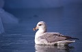  Petrel fulmar, oiseau, spitzberg, svalbard 