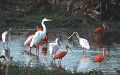  Ibis rouge, spatules, oiseaux, llanos, venezuela 