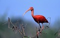  Ibis rouge, oiseau, parc national morrocoy, venezuela 