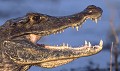  Caiman, reptile, llanos, venezuela 