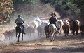  Elevage, llanos, el cedral, venezuela 