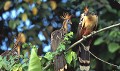  Hoatzin, oiseaux, delta orenoque, venezuela 