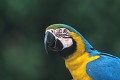  Ara bleu, oiseau, delta orenoque, venezuela 