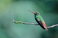  Colibri, oiseau, andes, réserve yanococha, equateur 