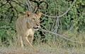  Lionne, mammifere, carnivore, felin, en marche, reserve samburu, kenya 