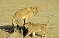  Lionceaux, mammifere, carnivore, felin, jeux, amboseli, kenya 