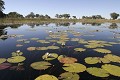  Paysage, eau, nenuphar, delta okavango, botswana 