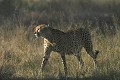  Guepard, mammifere, carnivore, felin, delta okavango, botswana 