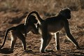  Babouins, mammifere, primate, chobe, botswana 