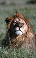  Lion, mammifere, carnivore, felin, parc serengeti, tanzanie 