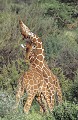  Girafe reticule, mammifere, ongule, reserve samburu, kenya 