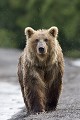  Ours brun, mammifere, kamtchatka, russie 