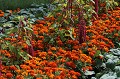  Fleur, légume, parc jardins wesserling, vallée thur, husseren wesserling, haut-rhin , alsace 