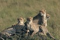  Mammifère, guépard, fratriee, savane, masai mara, kenya 