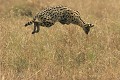  Mammifère, serval, chasse, savane, masai mara, kenya 