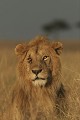  Mammifère, lion mâle, savane, masai mara, kenya 