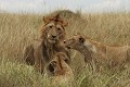  Mammifère, lion, lionne, savane, masai mara, kenya 