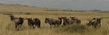  Mammifère, gnous, migration, savane, masai mara, kenya 