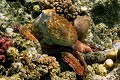  céphalopode, grand poulpe rouge, octopus cyaneus, marsa alam, mer rouge, égypte 