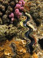  récif corallien, bénitier géant, acropore, acropora, turbinaire, algue à triangles, turbinaria triquetra, marsa alam, mer rouge, égypte 