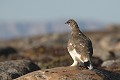  avifaune, oiseau, lagopède, côte nord est groenland 