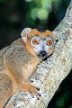  lémurien, lemur coronatus, madagascar 