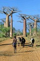  allée baobabs, morondava, madagascar 