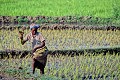  femme malgache, travail rizière, madagascar 