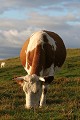  vache vosgienne, animaux ferme, pâturages, hautes chaumes, hautes vosges, coucher de soleil, haut-rhin, alsace 