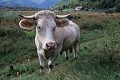  vache charolaise, animaux ferme, pâturages, hautes vosges, see d'urbès, haut-rhin, alsace 