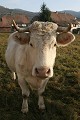  vache charolaise, animaux ferme, pâturages, hautes vosges, Kruth, vallée Thur, haut-rhin, alsace 