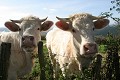  vache charolaise, animaux ferme, pâturages, bocages, bourgogne 