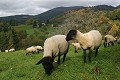  ovins, moutons, animaux ferme, pâturages, hautes vosges, goldbach-altenach, vallée thur, haut-rhin, alsace 