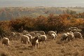  ovins, moutons, animaux ferme, pâturages, westhalten, strangenberg,haut-rhin, alsace 