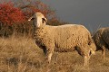  ovins, moutons, animaux ferme, pâturages, westhalten, strangenberg,haut-rhin, alsace 