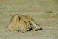  lionceau, mammifère, lion, amboseli, kenya, afrique 