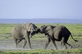  éléphants, jeux, combat, mammifère, amboseli, kenya, afrique 