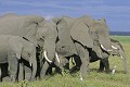  éléphants, mammifère, amboseli, kenya, afrique 