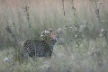  léopard, mammifère, delta de l'okavango, botswana, afrique 