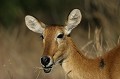  impalas, mammifère, parc de chobe, bostwana, afrique 