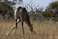  girafe, mammifère, parc de chobe, bostwana, afrique 