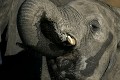  éléphants, mammifère, parc de chobe, bostwana, afrique 
