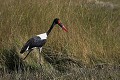  jabiru d'afrique, oiseau, delta okavango, botswana, afrique 