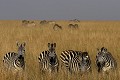  zèbres, mammifère, masai mara, kenya, afrique 