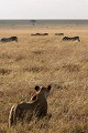  lion, zèbres, chasse, mammifère, masai mara, kenya, afrique 