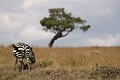  zèbres,  mammifère, masai mara, kenya, afrique 