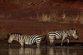  zèbres, mammifère, masai mara, kenya, afrique, savane 
