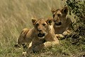  lion, lionne, lionceau, mammifère, masai mara, kenya, afrique, savane 