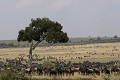  gnous, mammifère, migration, rivière, masai mara, kenya, afrique 