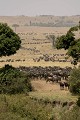  gnous, mammifère, migration, rivière, masai mara, kenya, afrique 